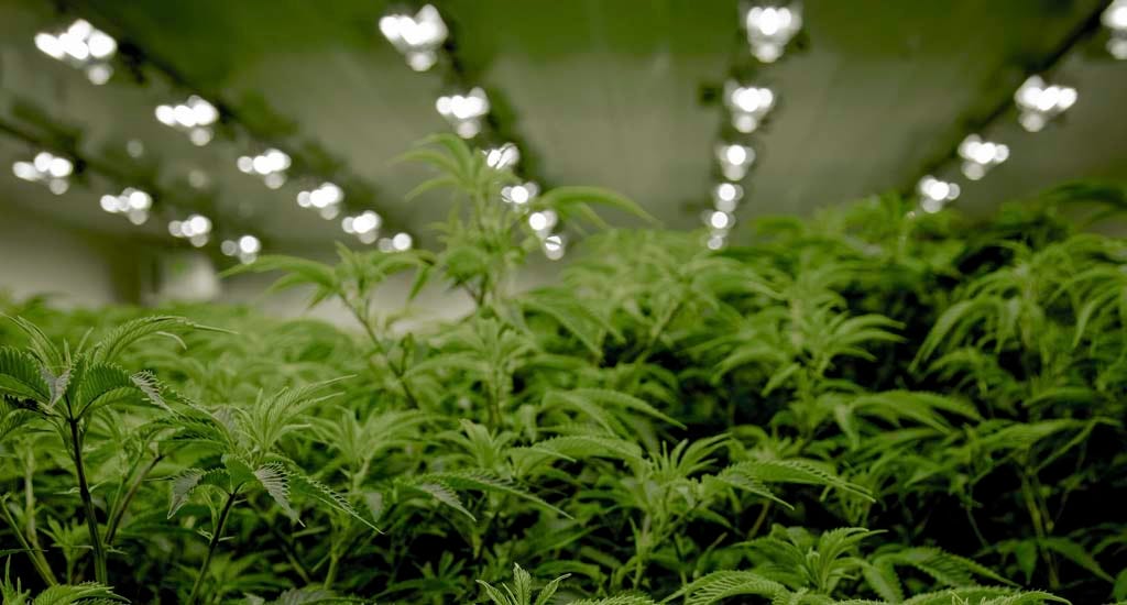 Cannabis growing in dispensary