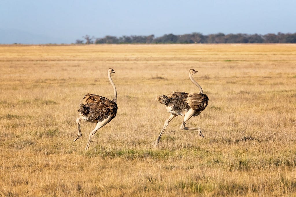 Ostriches running on farm land
