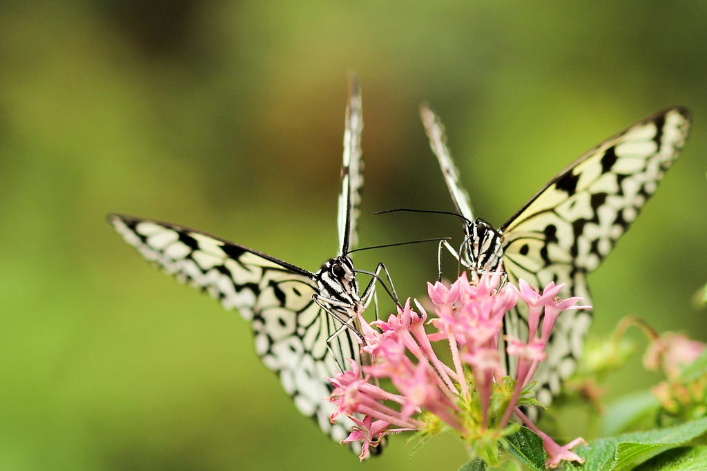 two black and yellow butterflies on small pink flowers