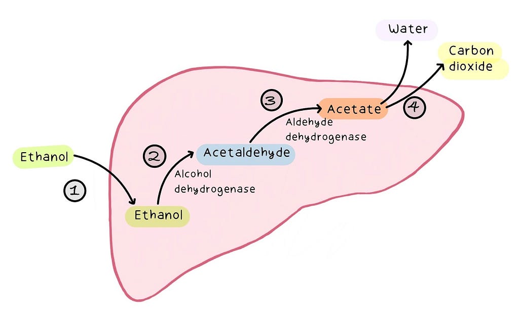 The metabolism of ethanol in the liver