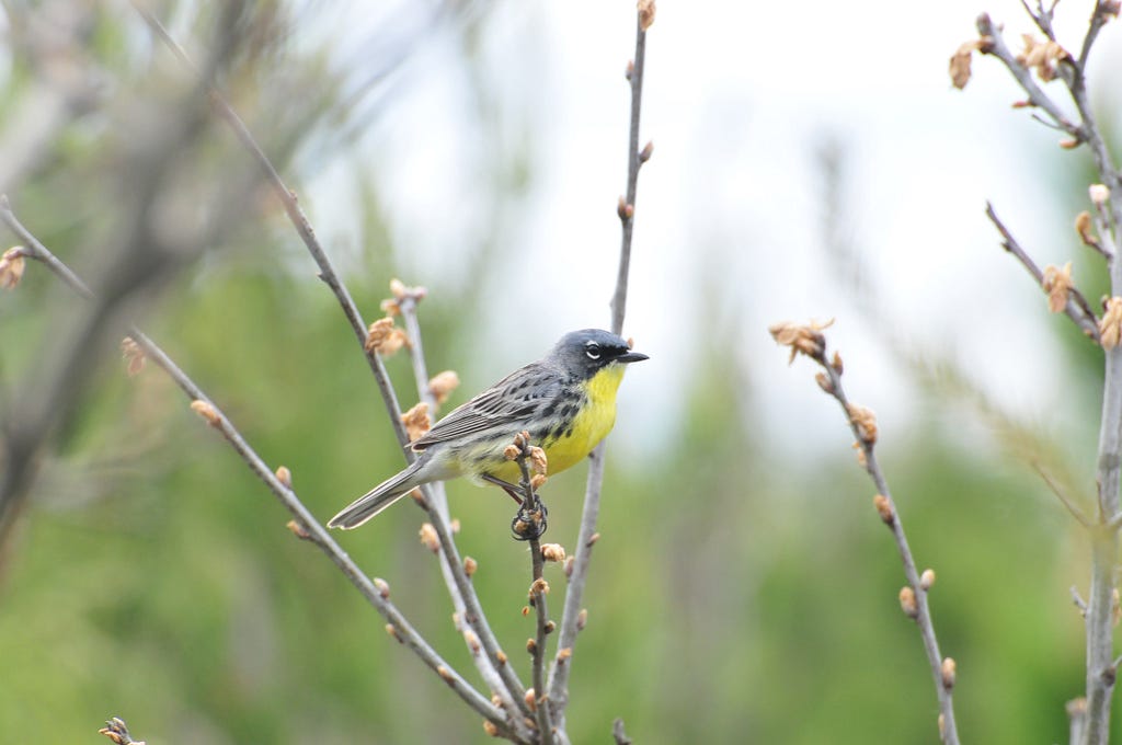 Kirtland’s warbler 