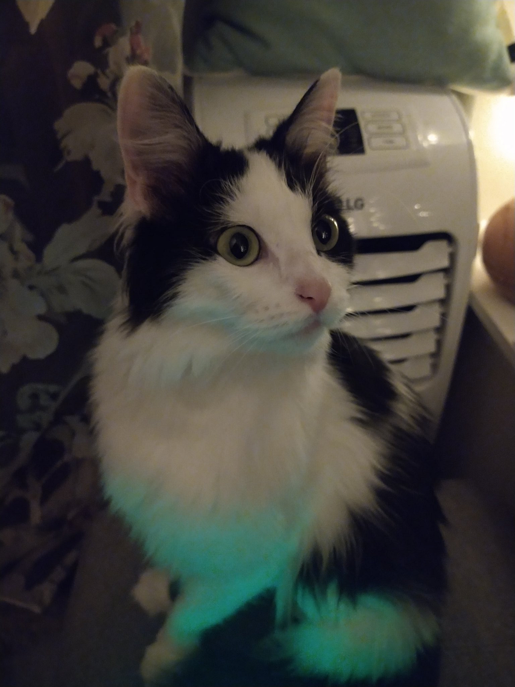 A black and white cat sits up, looking shocked