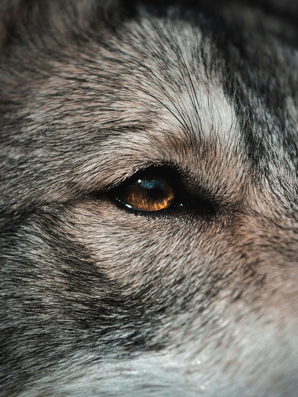 nostalgic amber-coloured-eye of a grey wolf