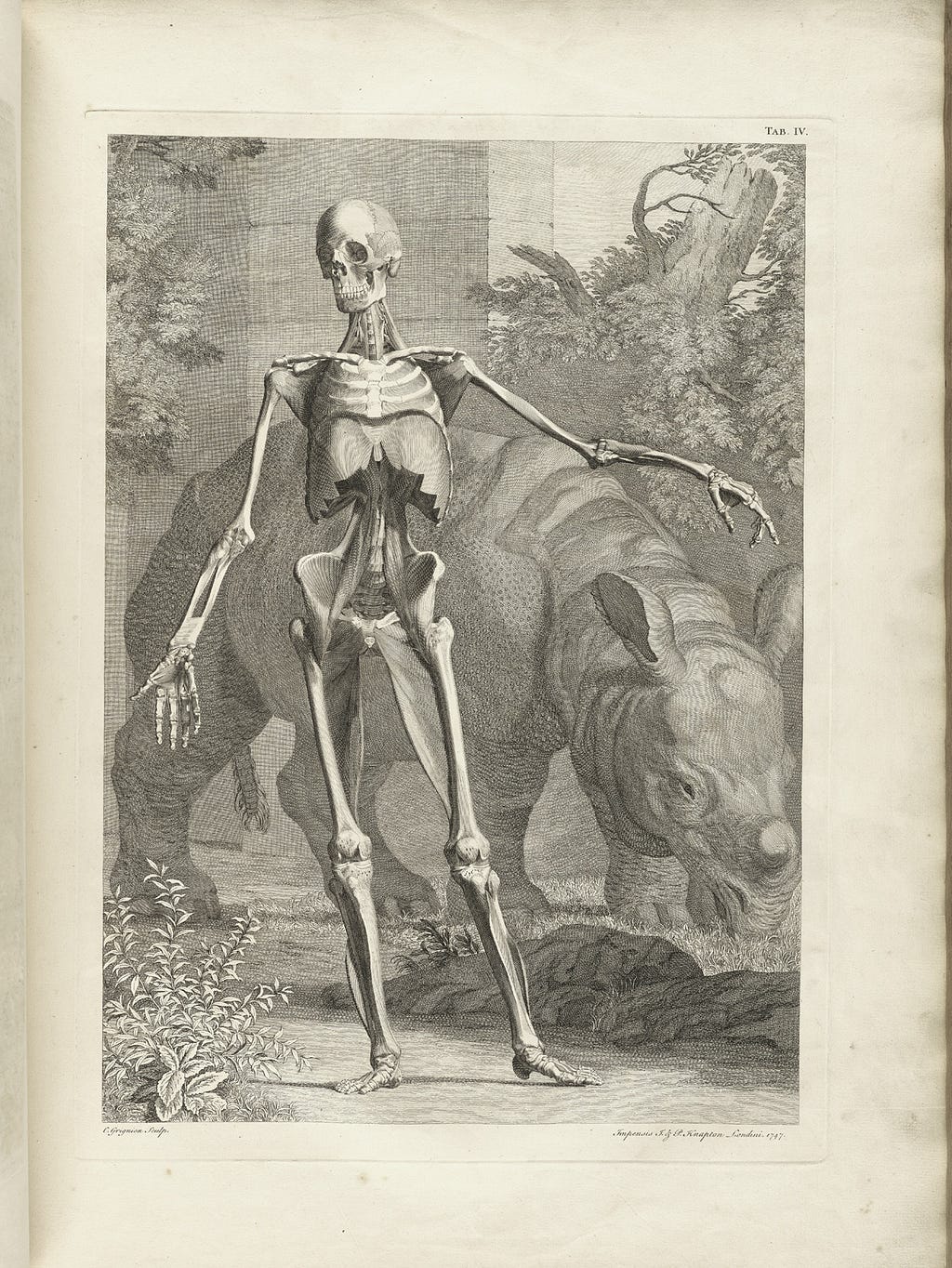 A mezzotint of a skeleton in a contrapposto post in front of a rhinoceros.