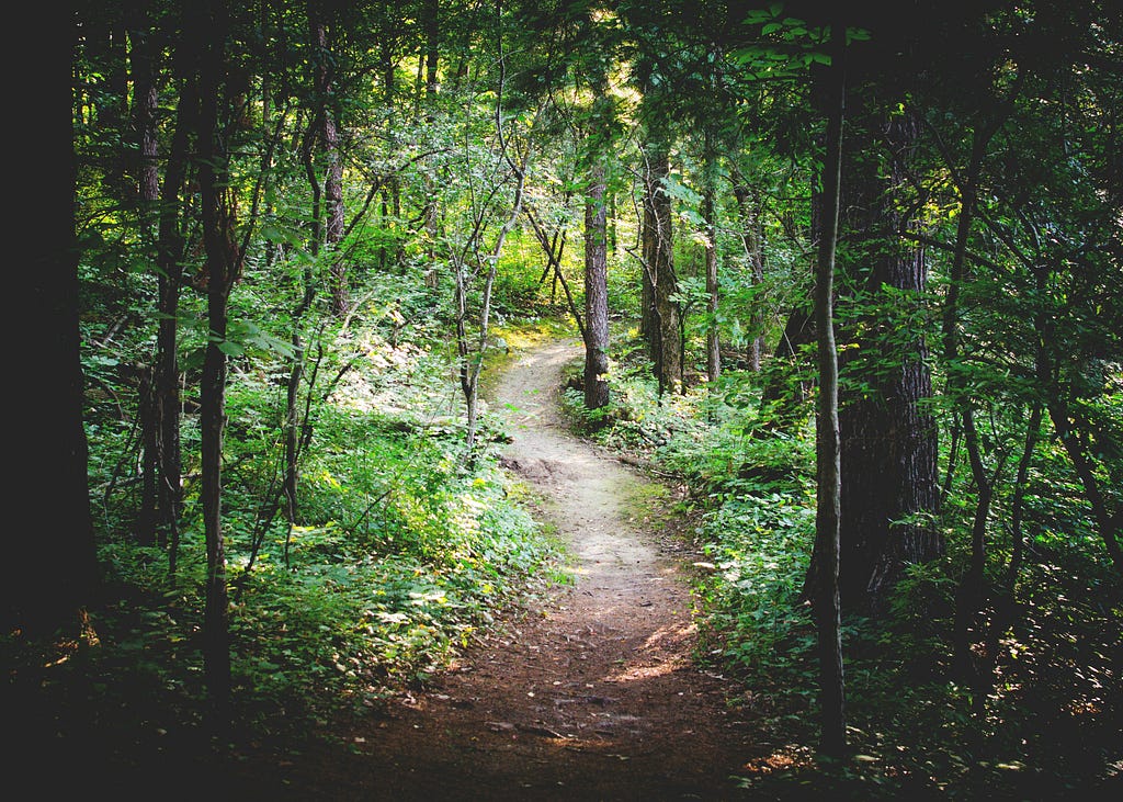 A well-worn walking trail curving through a dimly lit forest