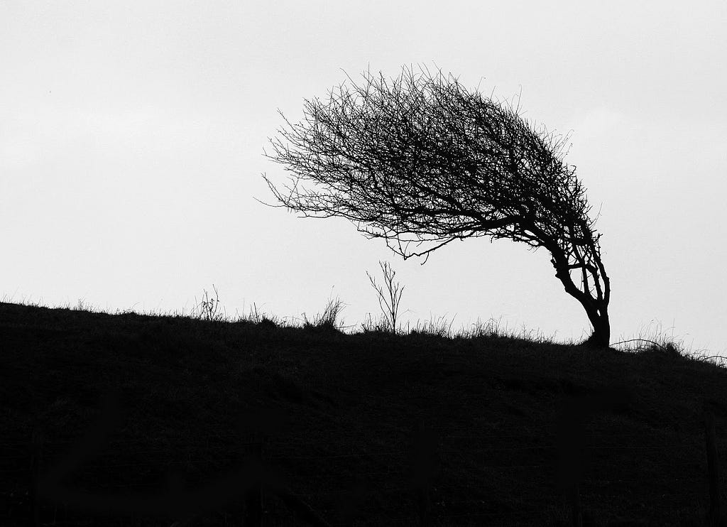 Tree bending in the wind as a symbol of resiliency.