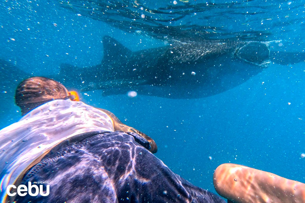 Man swims with the whale sharks in Oslob