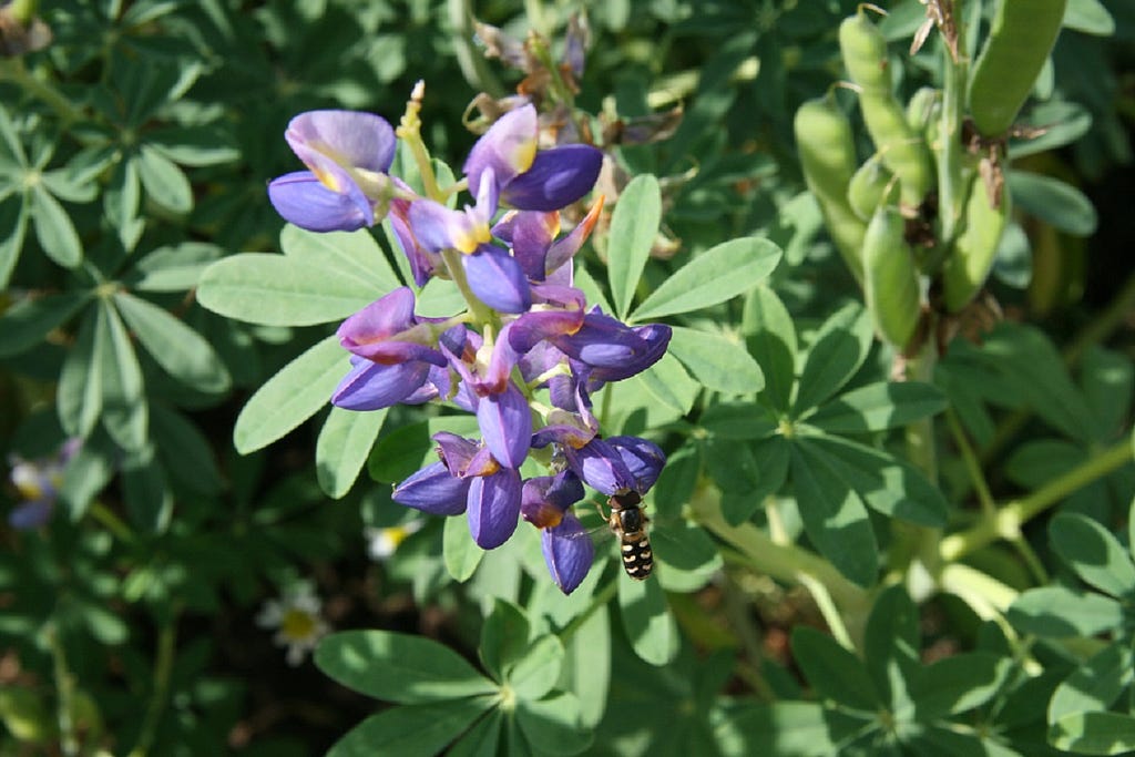 Lupin crops are high in protein and could serve as an alternative to cream. Credit: PROTEIN2FOOD