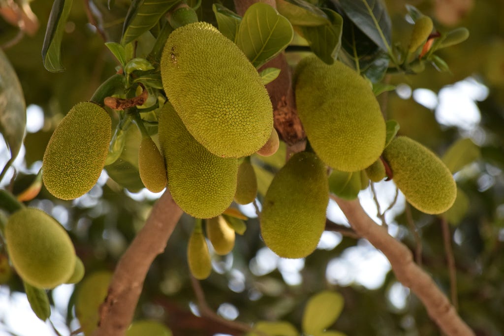 Jackfruit on a jack tree