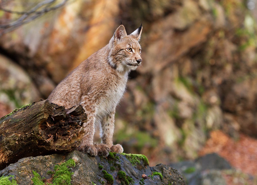 An Eurasian lynx sitting in a forest upon a large rock by a fallen tree