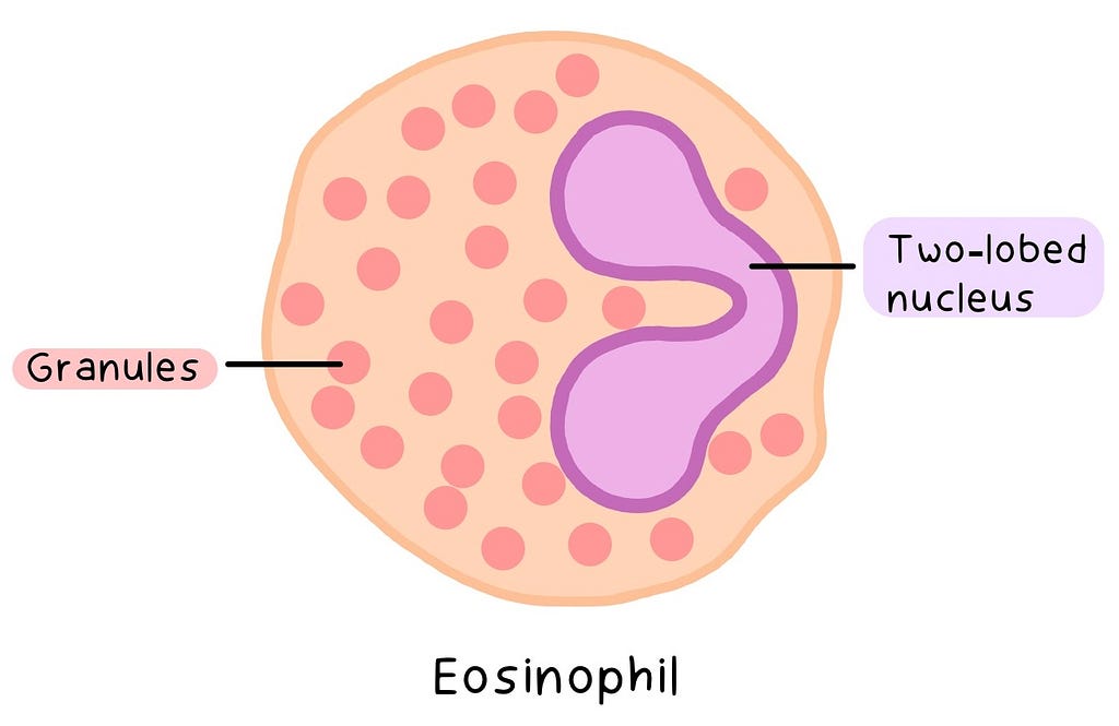 Labelled illustration of a Eosinophil