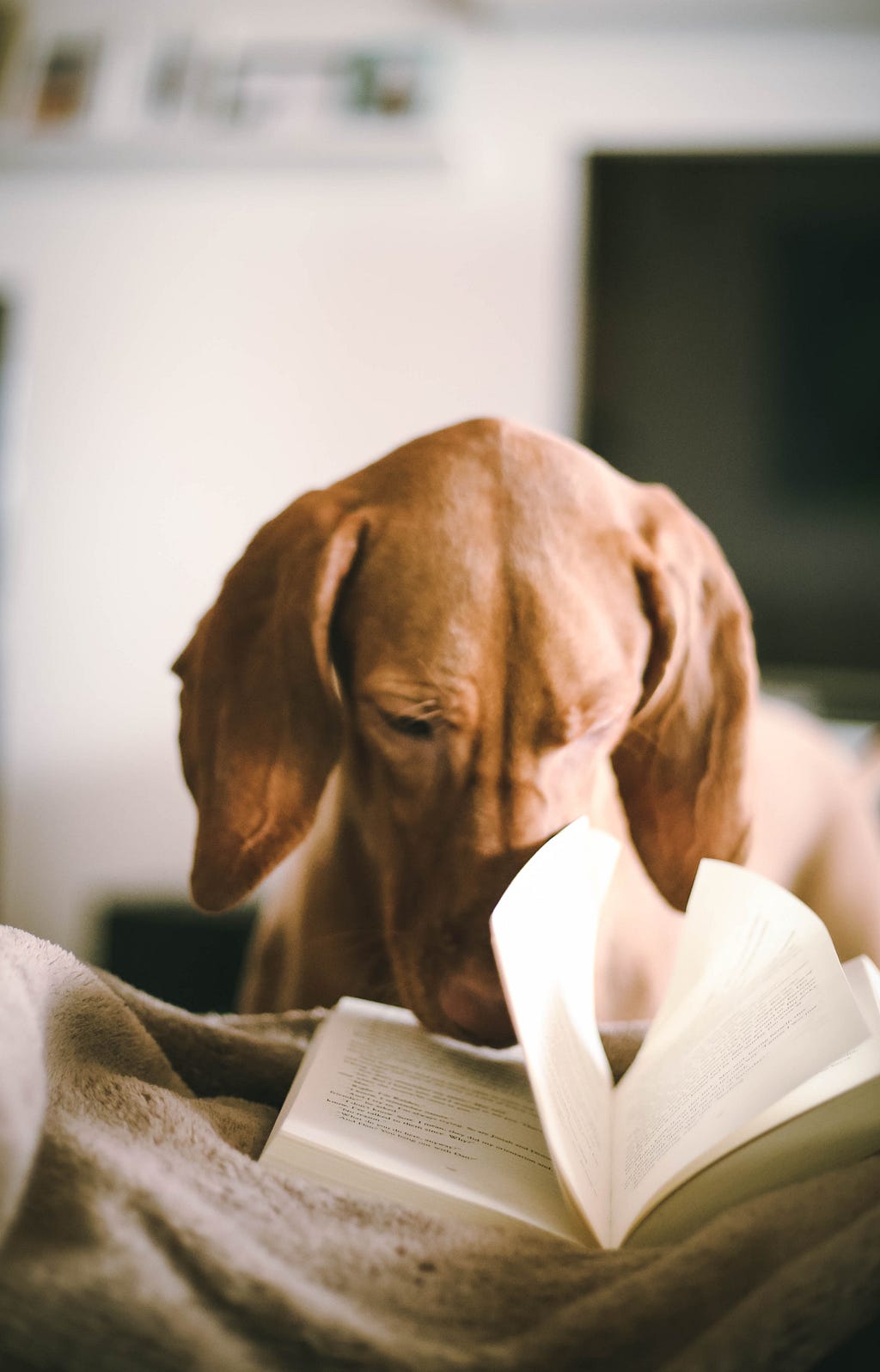 Dog reading a book in bed.