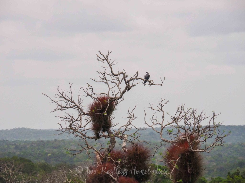 Tikal gray-headed kite on a ceiba tree