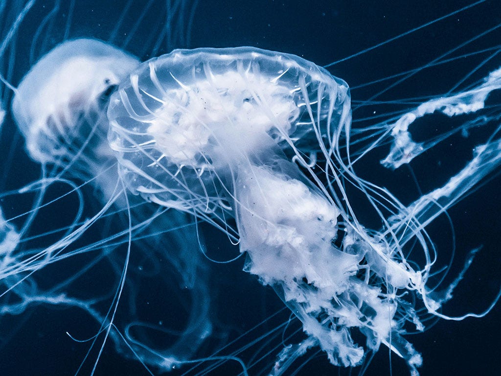 Close up shot of a Box jellyfish