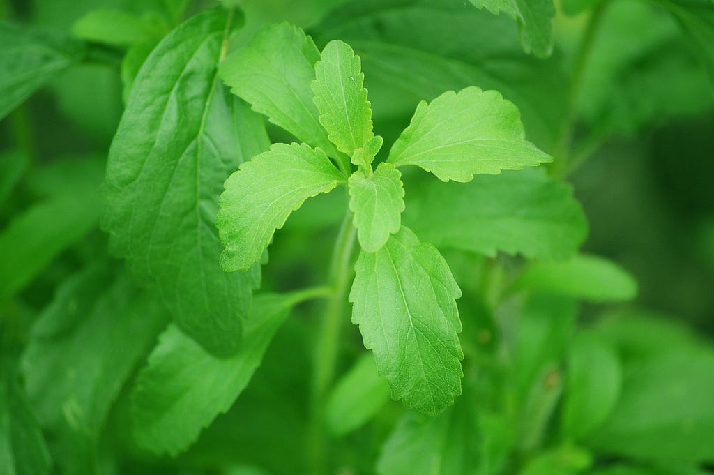 Stevia leaves.