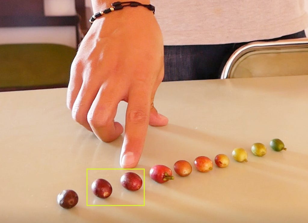 Coffee cherries from unripe green (far right) to overripe (far left)