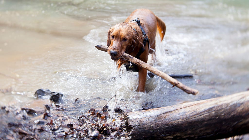 A dog fetching a stick during his playtime.