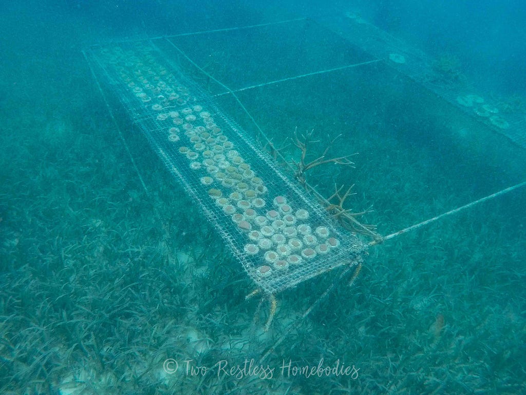 Coral nursery on the Silk Caye reef in Belize