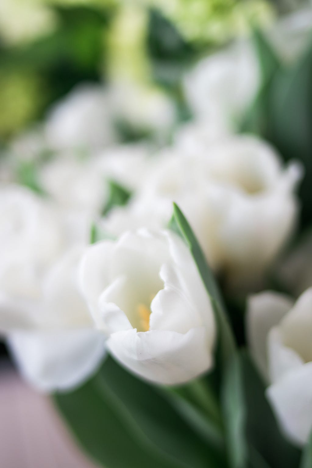 white tulips