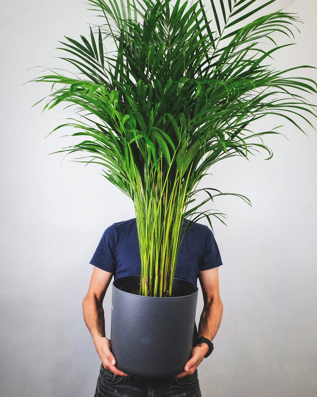Areca palm-natural air purifier