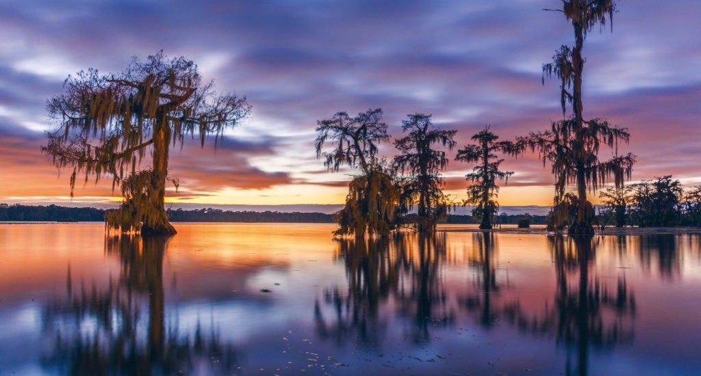 Cypress trees during sunset