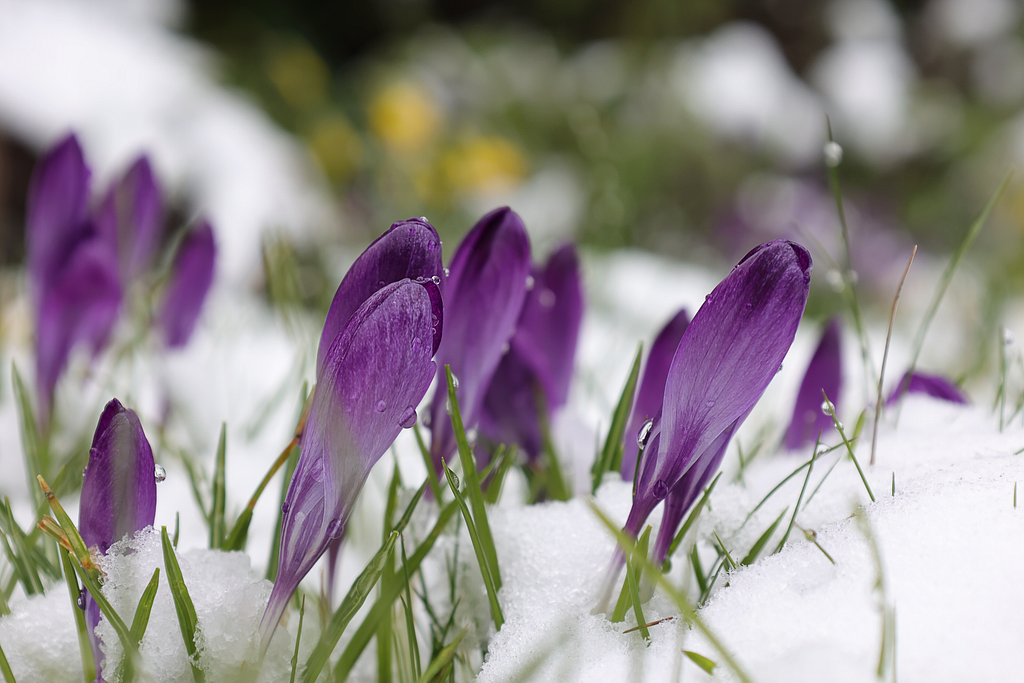 Purple crocus pushing through the snow