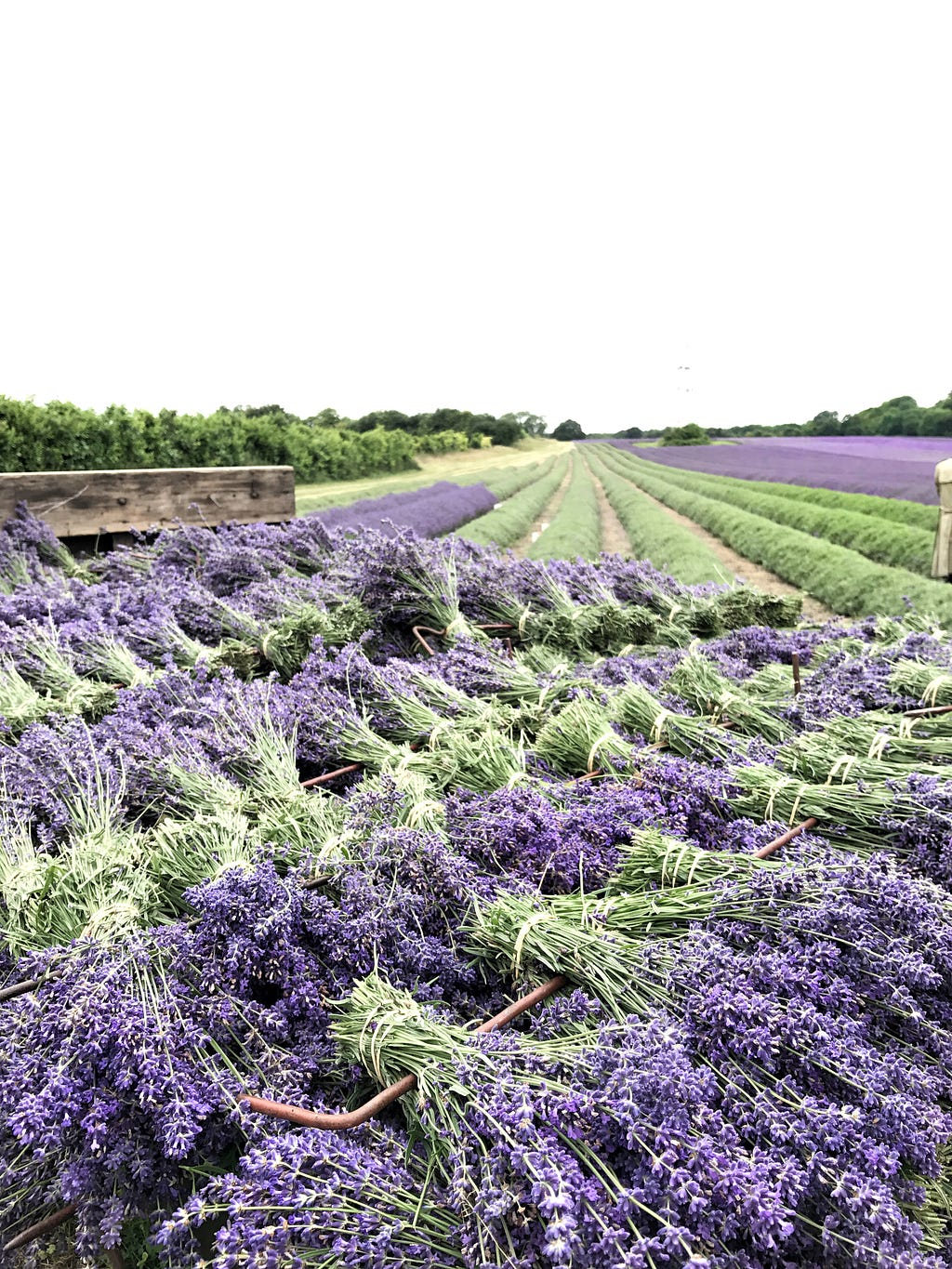 Lavender field Hop Shop kent