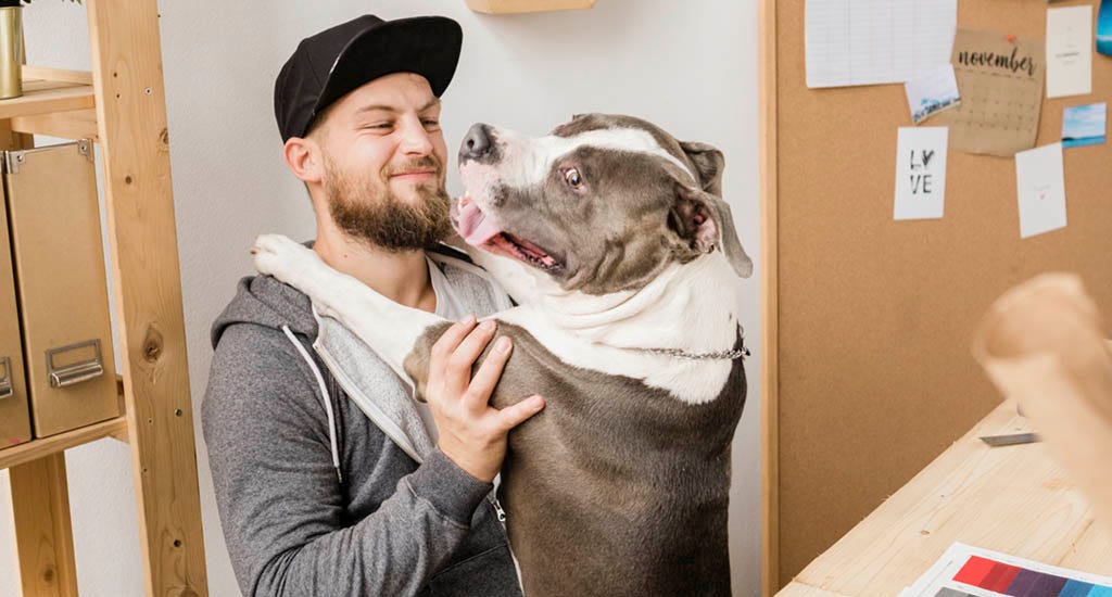 Dog jumping onto entrepreneur in home office