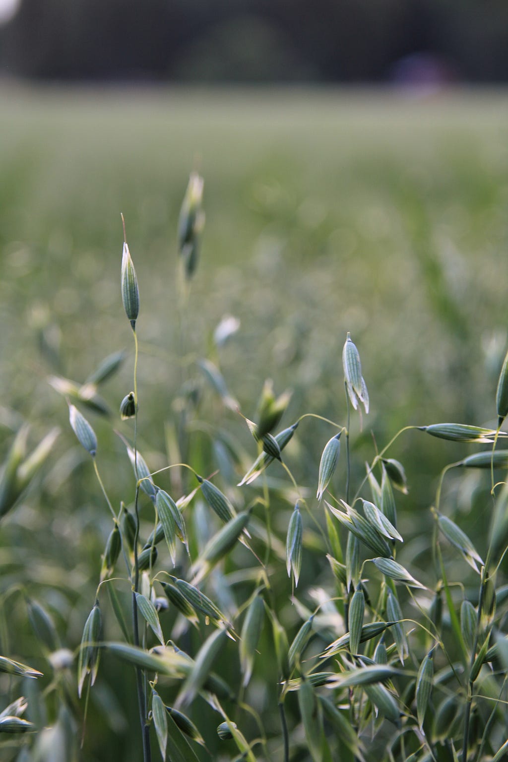 Milky oat seed tops as they appear on the plant.