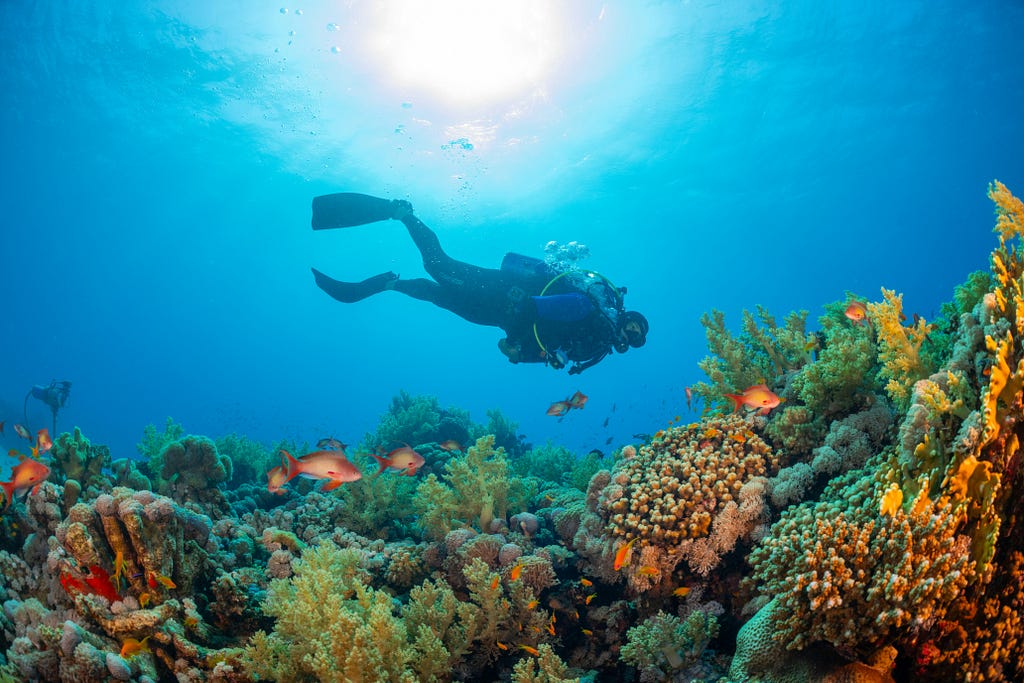 A diver explores the ocean floor.