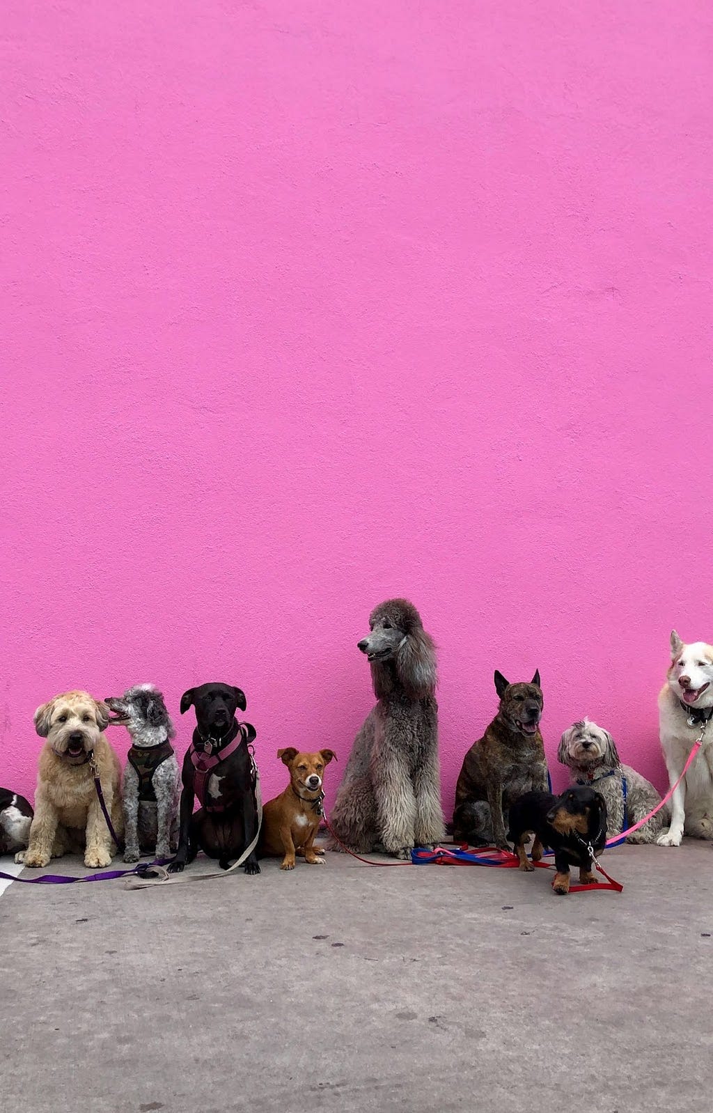 Many different dogs of all different breeds sitting in front of a pink wall