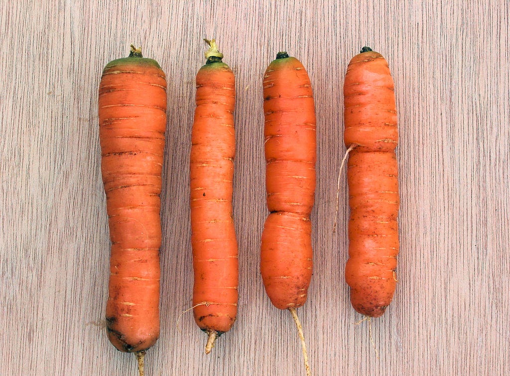 Photograph of four raw carrots.