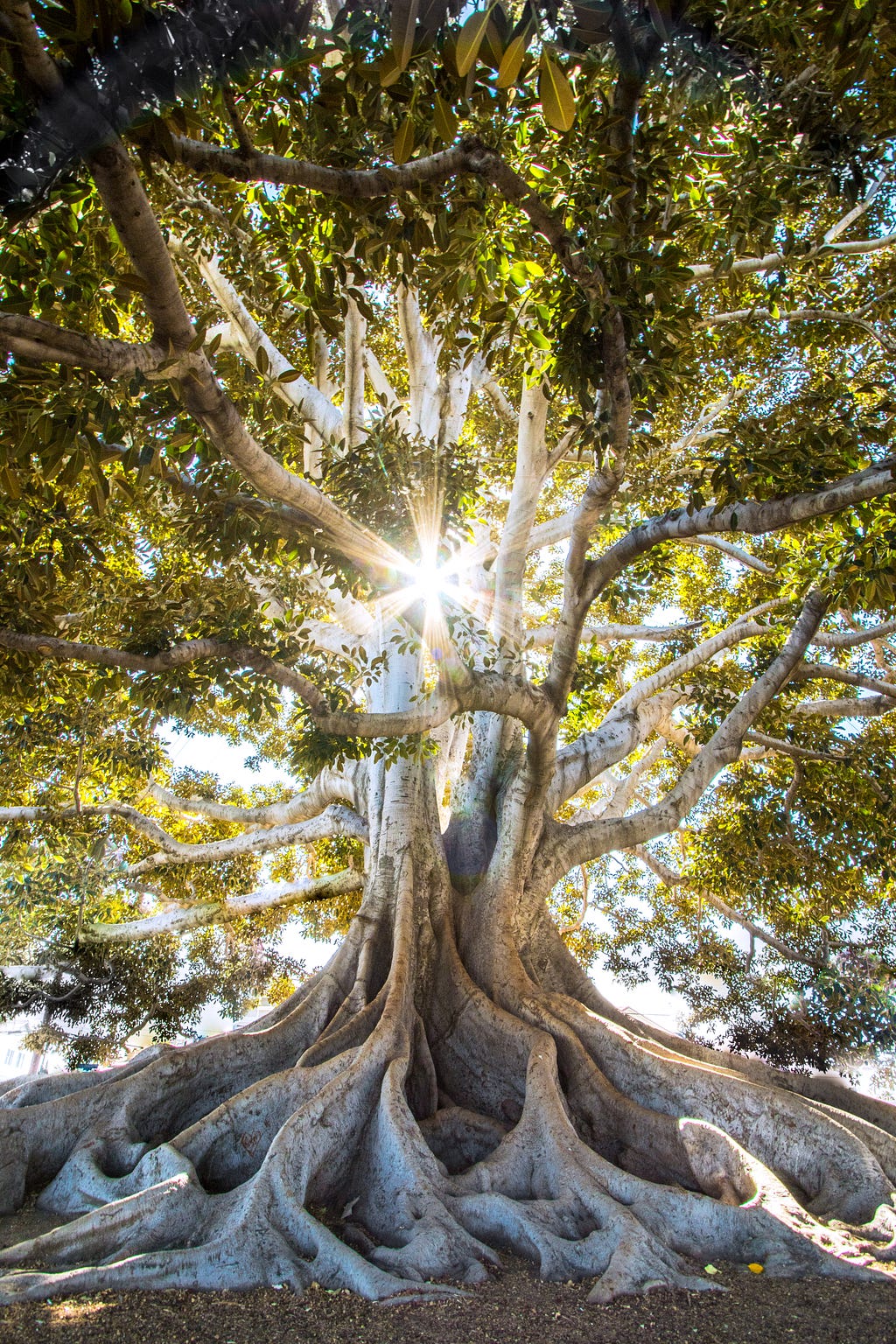 Tree of light and wisdom