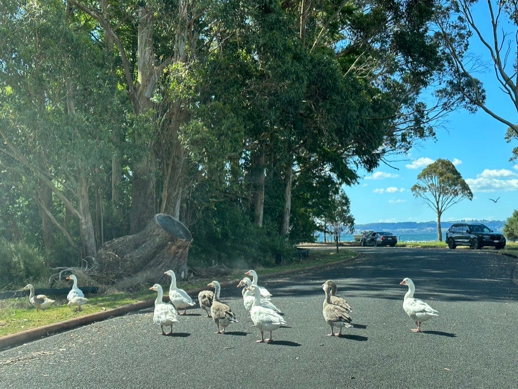 Ducks in road crossing.
