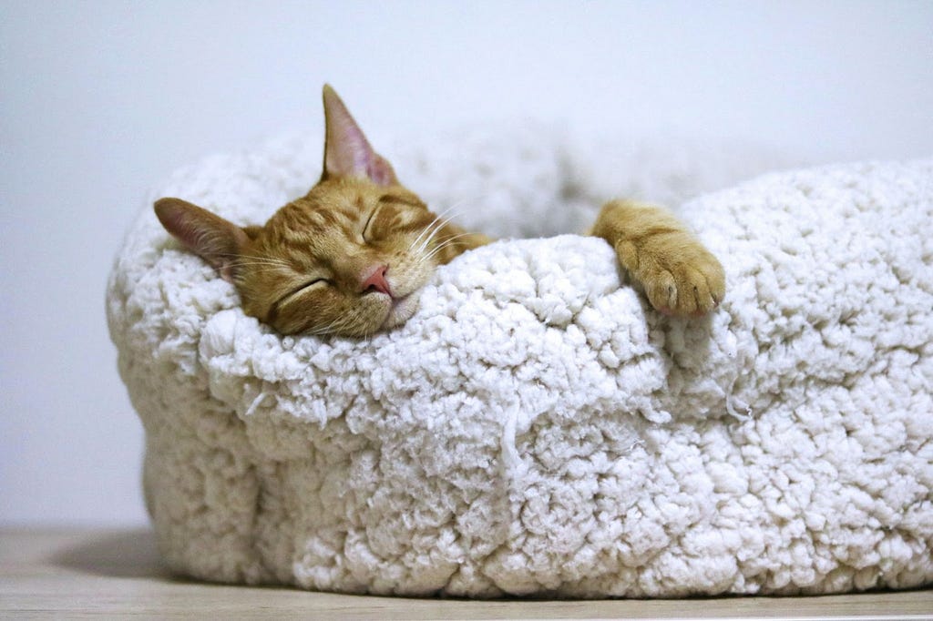 A ginger tabby cat sleeps on a fluffy white bed. It’s very cute.