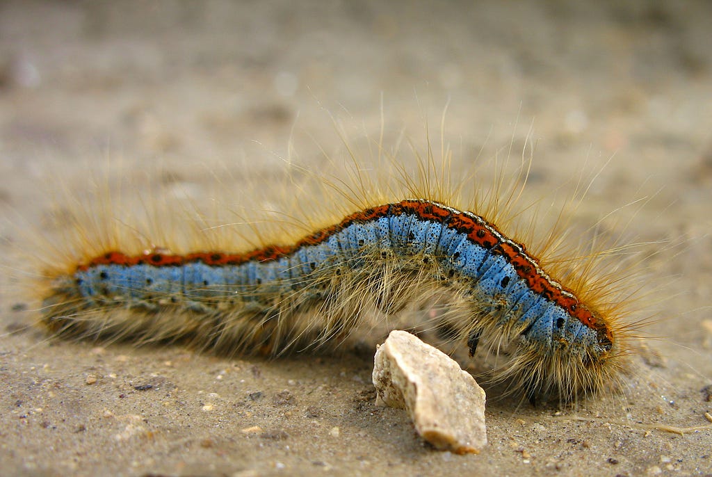 A blue and red caterpillar crawling over a rock.