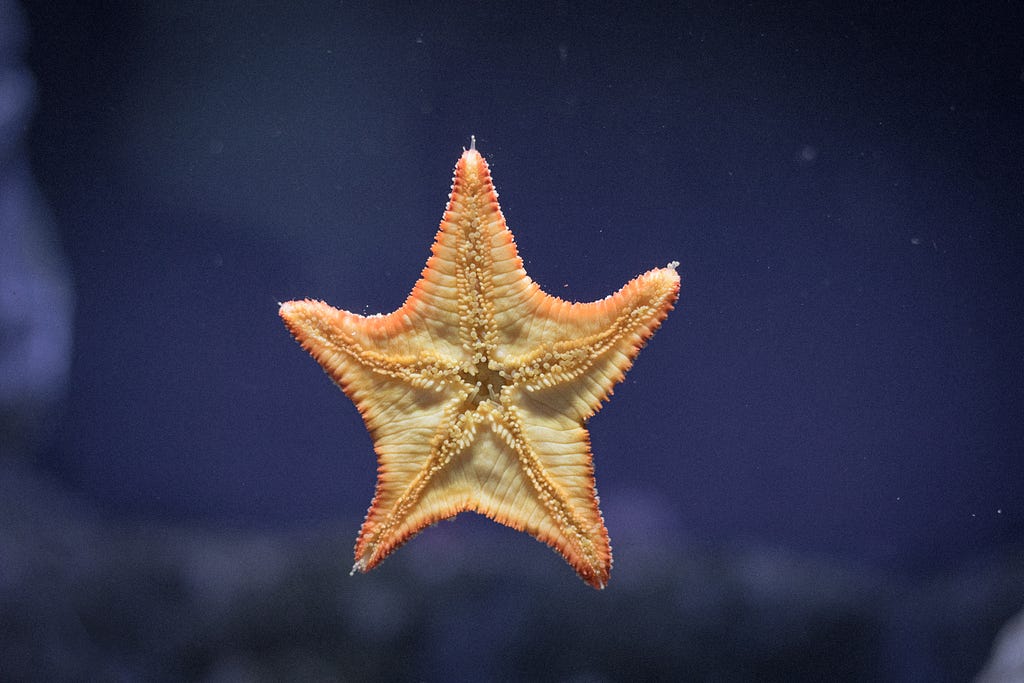 starfish stuck to glass