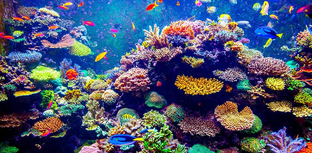 Coral reef