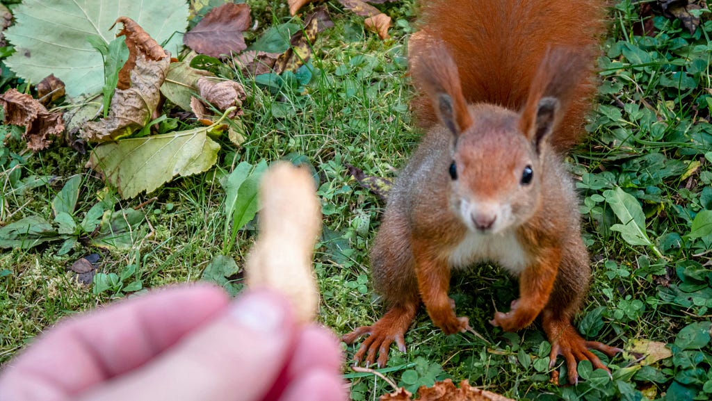 squirrel wanting a nut