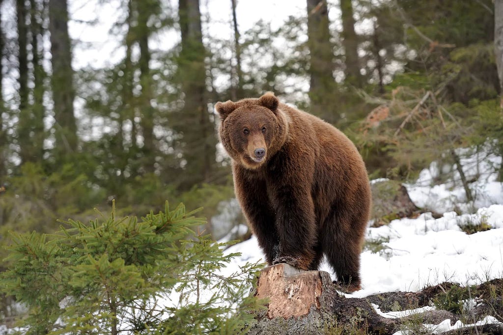 brown bear