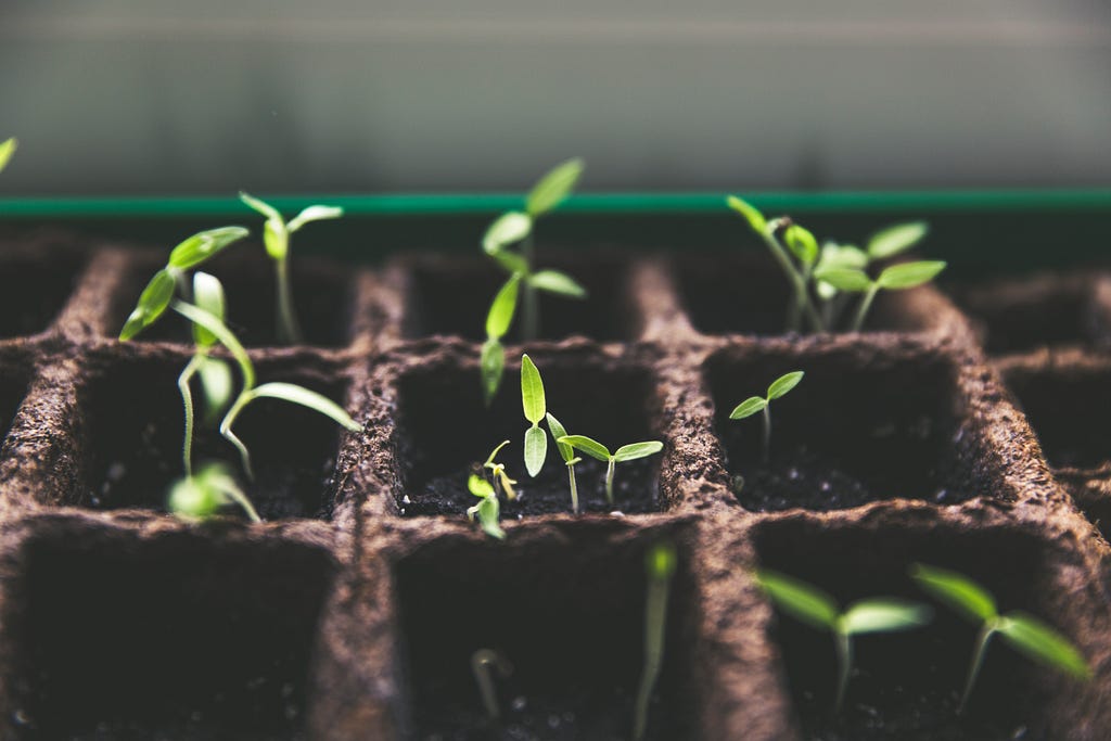 Green sprouts grow in planters in a greenhouse.