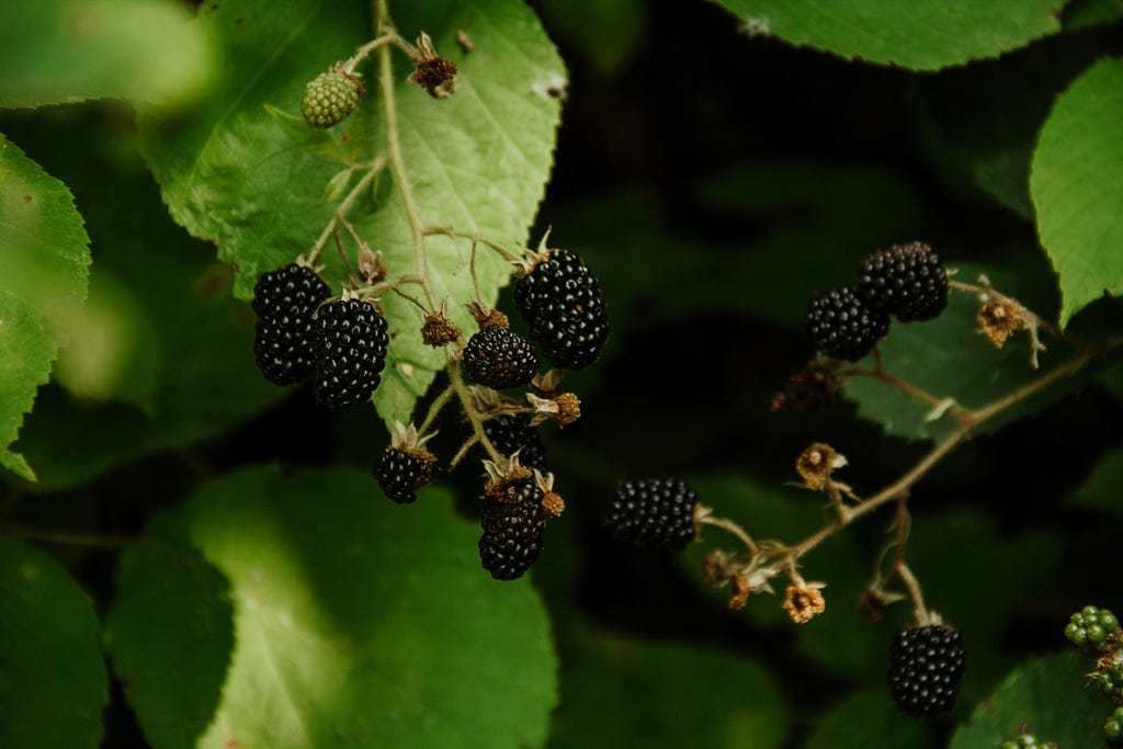 Black berries hanging from green leaves