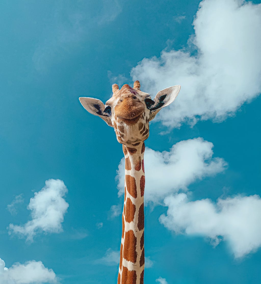 a giraffe’s neck depicting long term investing in startup