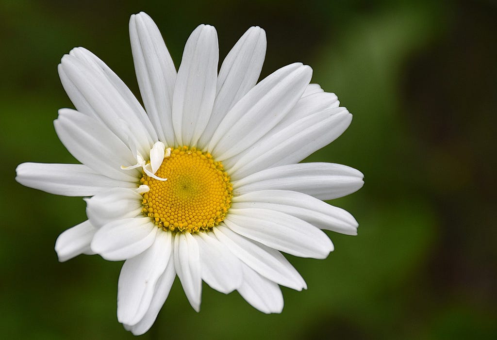 Dancing Daisy: A Guide to Graceful Moves