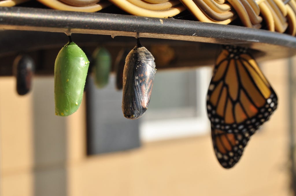 Embracing Transformation