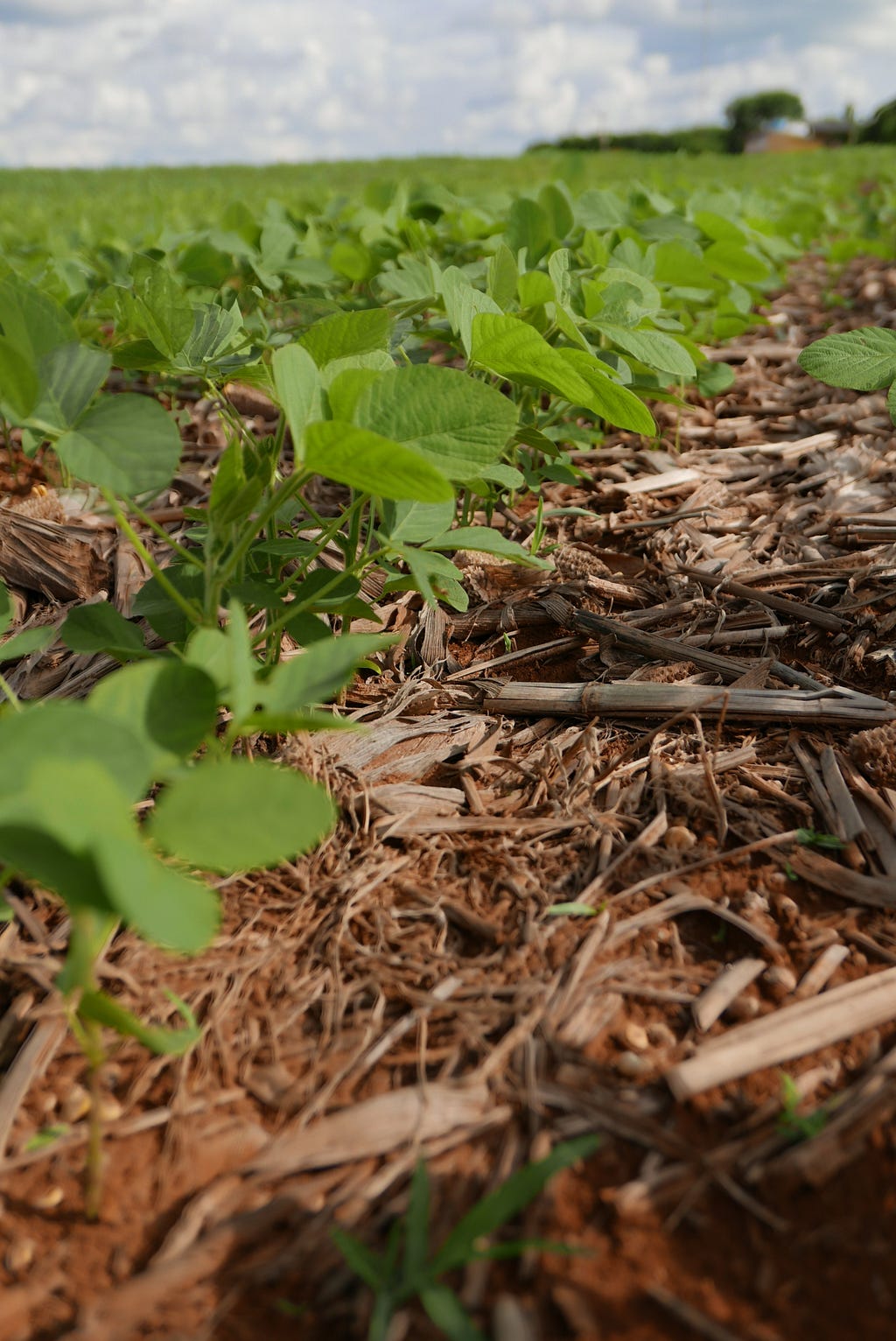 Soybean growing in Brazil in a substrate of corn residuals