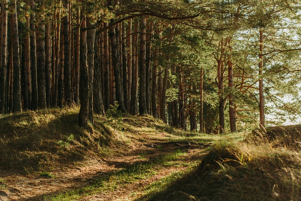 An InDepth Exploration of Isolation Forest Unleashing the Power of