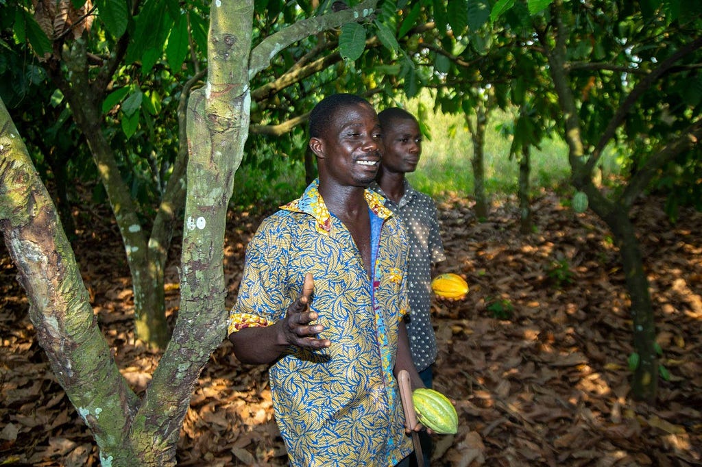 A cacao farmer and his companion hold cacao pods while walking through a line of trees.