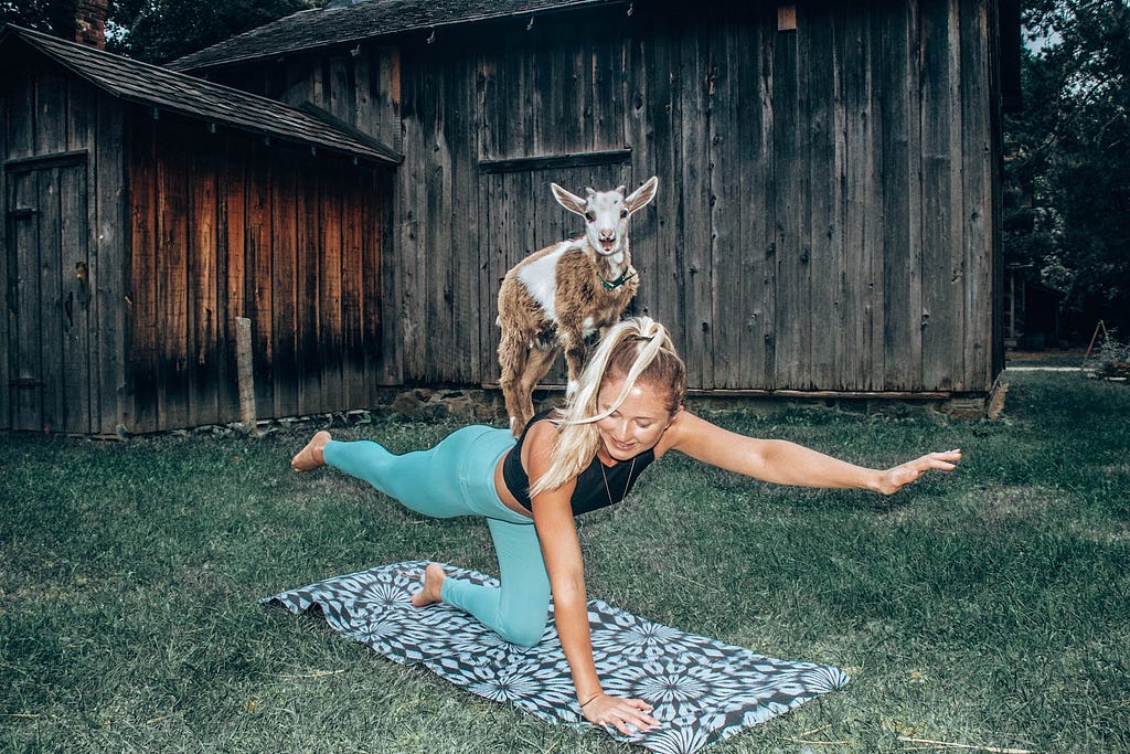 A Goat Balancing on a Woman During the Popular Goat Yoga