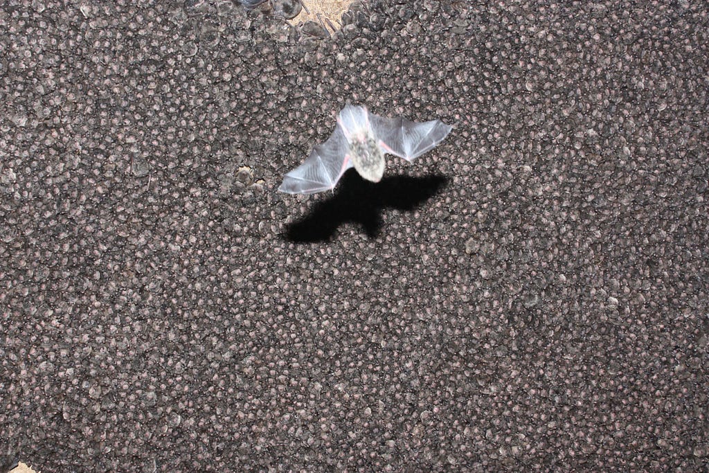 One bat flies through a shot of hundreds of bats huddled on the ceiling